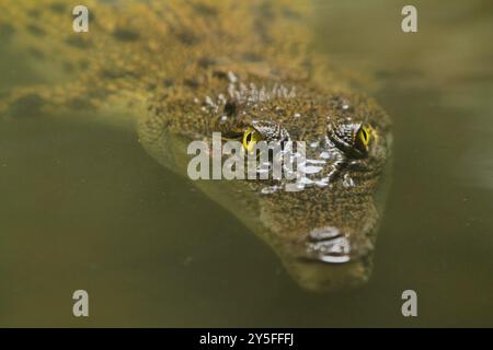 Krokodil Stockfoto