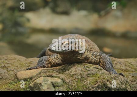 Komodo dragon Stockfoto