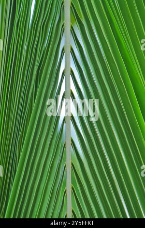 Kokosnussblatt Stockfoto