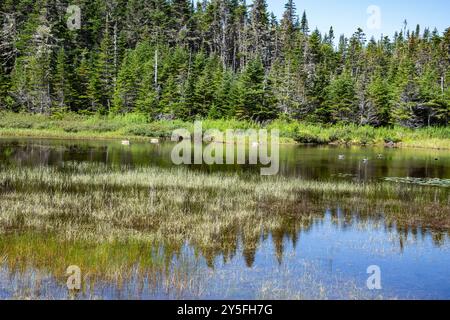 Feuchtvögel am Teich im Salmonier Nature Park auf NL 90 in Holyrood, Neufundland & Labrador, Kanada Stockfoto