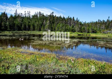 Feuchtvögel am Teich im Salmonier Nature Park auf NL 90 in Holyrood, Neufundland & Labrador, Kanada Stockfoto