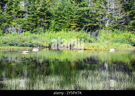 Feuchtvögel am Teich im Salmonier Nature Park auf NL 90 in Holyrood, Neufundland & Labrador, Kanada Stockfoto