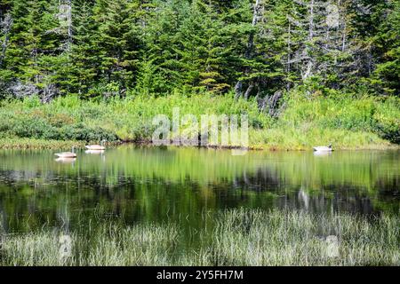 Feuchtvögel am Teich im Salmonier Nature Park auf NL 90 in Holyrood, Neufundland & Labrador, Kanada Stockfoto