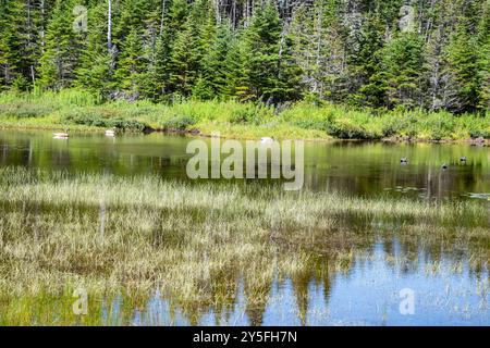 Feuchtvögel am Teich im Salmonier Nature Park auf NL 90 in Holyrood, Neufundland & Labrador, Kanada Stockfoto