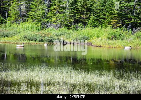 Feuchtvögel am Teich im Salmonier Nature Park auf NL 90 in Holyrood, Neufundland & Labrador, Kanada Stockfoto