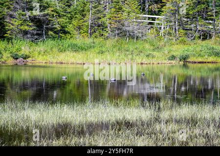 Feuchtvögel am Teich im Salmonier Nature Park auf NL 90 in Holyrood, Neufundland & Labrador, Kanada Stockfoto