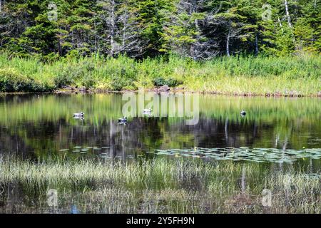 Feuchtvögel am Teich im Salmonier Nature Park auf NL 90 in Holyrood, Neufundland & Labrador, Kanada Stockfoto