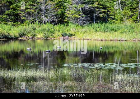 Feuchtvögel am Teich im Salmonier Nature Park auf NL 90 in Holyrood, Neufundland & Labrador, Kanada Stockfoto