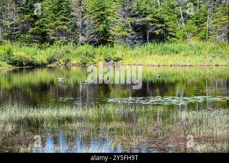 Feuchtvögel am Teich im Salmonier Nature Park auf NL 90 in Holyrood, Neufundland & Labrador, Kanada Stockfoto