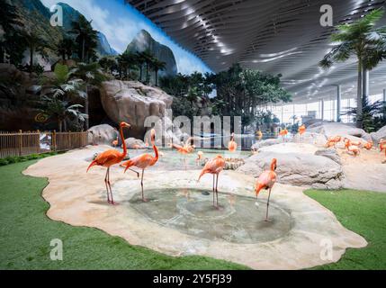 Flamingos auf SeaWorld Yas Island Abu Dhabi Stockfoto