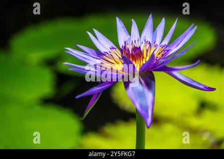 Lila Seerosenblüte zwischen Lilienpads in einem Süßwasser-Aquarium im Georgia Aquarium im Zentrum von Atlanta, Georgia. (USA) Stockfoto