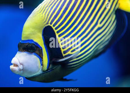 Emperor Engelfisch (Pomacanthus Imperator), auch bekannt als Imperator Engelfisch, befindet sich im Georgia Aquarium im Zentrum von Atlanta, Georgia. (USA) Stockfoto