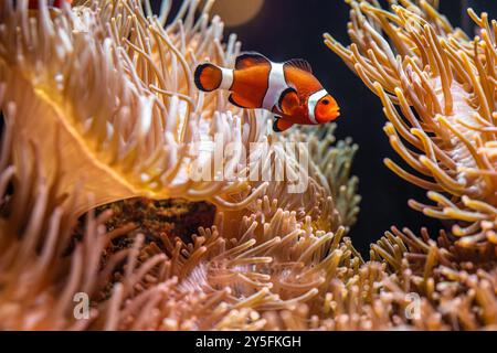 Clownfisch (Amphiprion percula), auch bekannt als Clownfisch oder Orangenanemonenfisch, ist im Georgia Aquarium in Atlanta zu finden. (USA) Stockfoto