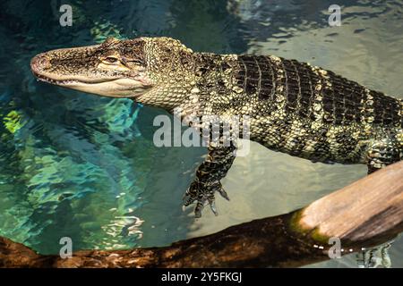 Amerikanischer Alligator (Alligator mississippiensis) im Georgia Aquarium in der Innenstadt von Atlanta, Georgia. (USA) Stockfoto