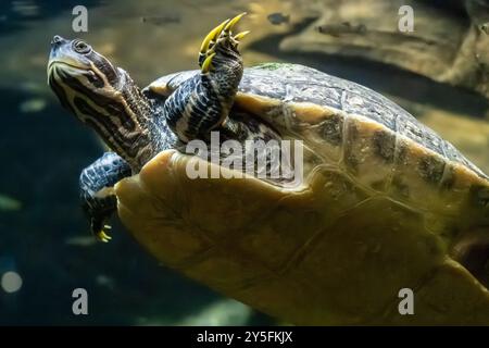 Im Georgia Aquarium in der Innenstadt von Atlanta, Georgia, schwimmen unter Wasser. (USA) Stockfoto