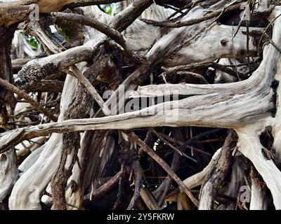 Großer Haufen bestehend aus Ästen und Zweigen am Strand Stockfoto