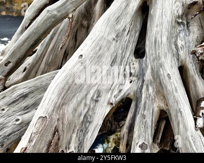 Großer Haufen bestehend aus Ästen und Zweigen am Strand Stockfoto