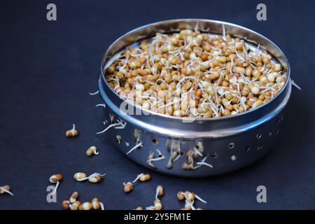 Frisch gekeimte Matki, auch bekannt als Mottenbohnen. Kleine braune Hülsenfrüchte, die in der indischen Küche häufig verwendet werden. Nährstoffreich, voller Proteine. Stockfoto