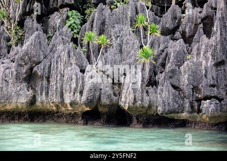 Wunderschöne tropische Pflanze, Dracaena multiflora Blumen, Bäume, wächst auf einem Karstfelsen über dem Meer auf einer kleinen Insel in Sulawesi, Indonesien Stockfoto