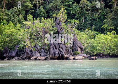 Wunderschöner tropischer Wald, Pflanzen, wachsen auf einem abgeschiedenen Karstfelsen über dem Meer, in einer kleinen Bucht auf Sulawesi Insel in Indonesien Stockfoto