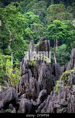 Wunderschöner tropischer Wald, Pflanzen, wachsen auf einem abgeschiedenen Karstfelsen über dem Meer, in einer kleinen Bucht auf Sulawesi Insel in Indonesien Stockfoto