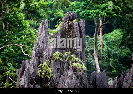 Wunderschöner tropischer Wald, Pflanzen, wachsen auf einem abgeschiedenen Karstfelsen über dem Meer, in einer kleinen Bucht auf Sulawesi Insel in Indonesien Stockfoto