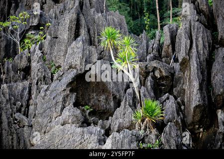 Wunderschöne tropische Pflanzen, Dracaena multiflora Blumen, Bäume, wachsen auf einem Karstfelsen über dem Meer auf einer kleinen Insel in Sulawesi, Indonesien Stockfoto