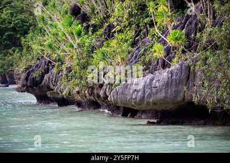 Wunderschöne tropische Pflanzen, Dracaena multiflora Blumen, Bäume, wachsen auf einem Karstfelsen über dem Meer auf einer kleinen Insel in Sulawesi, Indonesien Stockfoto