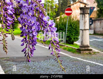 Die Blüten der Wisteria sinensis blühen an der Gabelung der Via di Porta Latina und Via di Porta San Sebastiano in Rom, Latium, Italien. Stockfoto