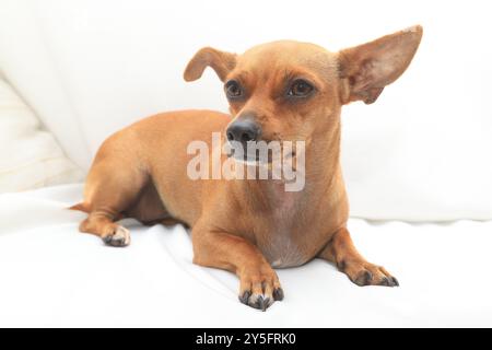 Ein kleiner, brauner Hund mit großen Ohren liegt auf einem weißen Tuch. Sein Körper ist gestreckt und seine Augen sind auf etwas Unsichtbares fixiert. Stockfoto