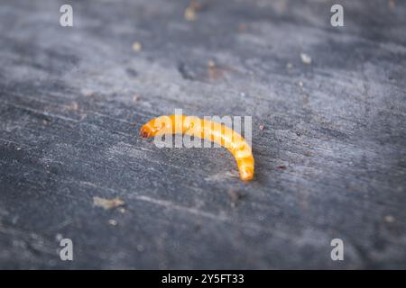 Wireworm - Larven von Agriotes eine Käferart aus der Familie der Elateridae. Es ist allgemein bekannt als der ausgekleidete Klickkäfer. Stockfoto