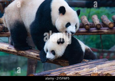 Der Riesenpanda Mang Cancan spielt mit seiner Mutter Mang Zai im Chongqing Zoo in Chongqing, China, am 21. September 2024. (Foto: Costfoto/NurPhoto) Stockfoto