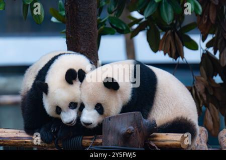 Der Riesenpanda Mang Cancan spielt mit seiner Mutter Mang Zai im Chongqing Zoo in Chongqing, China, am 21. September 2024. (Foto: Costfoto/NurPhoto) Stockfoto