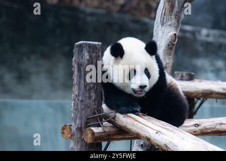 Riesen Panda Mang Cancan spielt am 21. September 2024 im Chongqing Zoo in Chongqing, China. (Foto: Costfoto/NurPhoto) Stockfoto