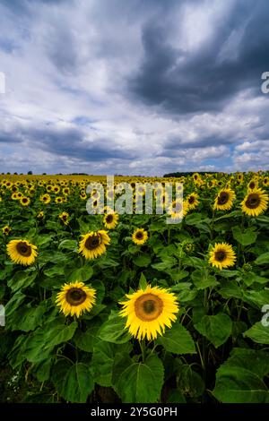Ein Feld blühender Sonnenblumen (Helianthus annuus) und bewölkter Himmel in der Ferne. Stockfoto