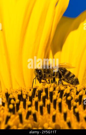 Eine Karniolenhonigbiene (APIs mellifera carnica) sammelt Nektar an einer gewöhnlichen Sonnenblumenblüte (Helianthus annuus). Stockfoto