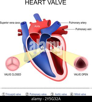 Herzklappenanatomie. Querschnitt des menschlichen Herzens. Pulmonal-, Trikuspid-, Aorten- und Mitralklappe. Nahaufnahme der offenen und geschlossenen biologischen Klappe. Vektor Stock Vektor