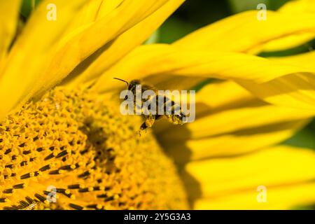 Eine Karniolenhonigbiene APIs mellifera carnica, die noch fliegt, sammelt Nektar an einer gewöhnlichen Sonnenblumenblüte Helianthus annuus. Lohmen Sachsen Deutsch Stockfoto