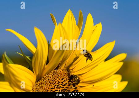 Eine Karniolenhonigbiene APIs mellifera carnica, die noch fliegt, sammelt Nektar an einer gewöhnlichen Sonnenblumenblüte Helianthus annuus. Lohmen Sachsen Deutsch Stockfoto