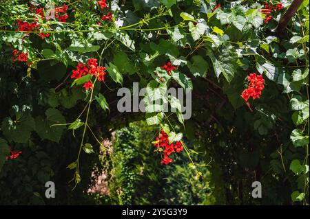 Blühende Campsis grandiflora Pflanze mit roten Blüten und grünen Blättern. Stockfoto