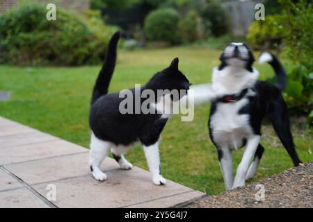 Katze Schlägt Hund Stockfoto