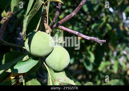 Juglans regia, persische oder englische oder karpathische Nussbäume, Madeira Nussbäume oder grüne Nussfrüchte im Herbst. Walnussbaum aus der alten Welt, heimisch aus C Stockfoto