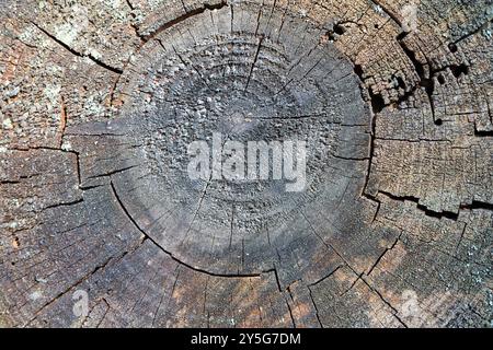 Stumpf bedeckt mit Flechten. Nahaufnahme verwitterter, rauer, alter Baumstamm bedeckt mit Flechten, rauer Textur, Landbaum, Jahresringe und Risse. Stockfoto