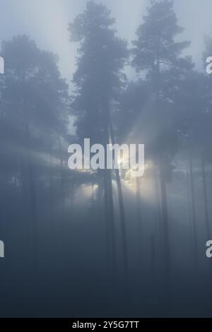 Ein Kiefernwald im Winter mit Nebel und Sonnenlicht Stockfoto