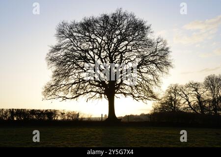 Die Silhouette eines großen Baumes beleuchtet am späten Nachmittag im Winter in der Landschaft von Hampshire Stockfoto