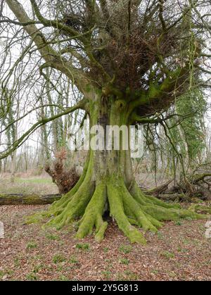 Ein Strandbaum im Winter mit Kraken-ähnlichen Wurzeln um seinen Stamm, umgeben von gefallenen Blättern auf Selborne Common. Stockfoto