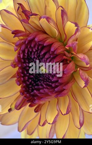 Nahaufnahme der Blume von Chrysantheme mit gelben Blütenblättern und burgunderroten Streifen und Mitte Stockfoto