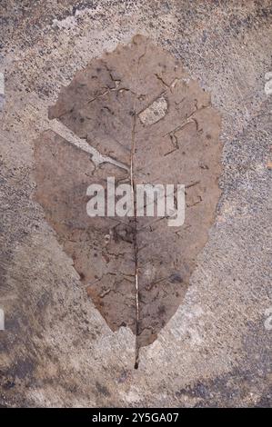 Getrocknetes braunes Herbstblatt von Süßkastanie oder Castanea sativa, das auf Sandstein liegt Stockfoto