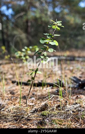 Populus tremula, häufig als Aspen, gewöhnliche Aspen, Eurasische, europäische oder quechende Aspen, junger wuchs selektiver fokussierter Waldschuss bezeichnet. Pappelarten n Stockfoto