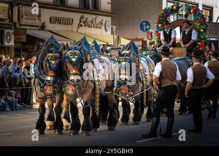 Oktoberfest Parade Pferde in traditionellem Festival Stockfoto